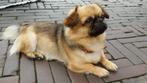 Deking, Dieren en Toebehoren, 6 jaar of ouder, Reu, CDV (hondenziekte), Eén hond