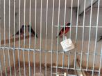 Te koop 2 koppels kapoetsensijs, Dieren en Toebehoren, Meerdere dieren, Tropenvogel