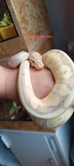 1.0 banana fire, Dieren en Toebehoren, Reptielen en Amfibieën, Slang, Met terrarium, 0 tot 2 jaar