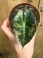Alocasia amazonica polly variegata plant pink roze mint, Huis en Inrichting, Kamerplanten, Ophalen of Verzenden, Halfschaduw, Minder dan 100 cm