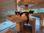 2 kittens - 7 Juni geboren