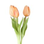 Real touch tulpen bundel perzik, Ophalen of Verzenden, Nieuw, Binnen