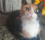 Lieve lapjes kat, Poes, 3 tot 5 jaar