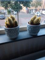 2 bloempotten met cactus, Tuin en Terras, Bloempotten, Rond, Ophalen of Verzenden, Zo goed als nieuw, Aardewerk
