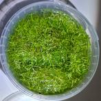 Riccia fluitans - Watervorkje, Ophalen, Nieuw, Plant(en), Steen of Hout