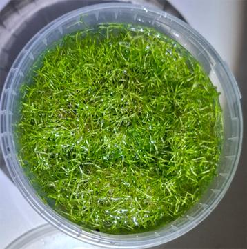  Riccia fluitans - Watervorkje  beschikbaar voor biedingen