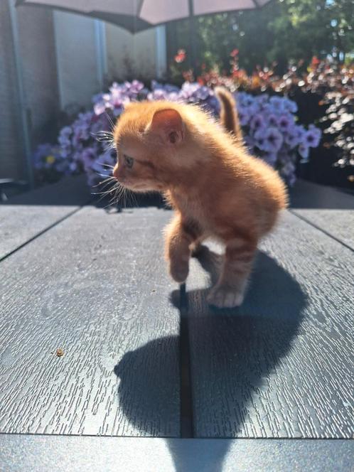Kittens te koop, Dieren en Toebehoren, Katten en Kittens | Overige Katten, Kortharig, Meerdere dieren, 0 tot 2 jaar