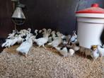 Jonge bonte leghorn hennen, Vrouwelijk, Kip