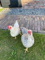 Twee wyandotte/serama hennen, Dieren en Toebehoren, Pluimvee, Vrouwelijk, Kip