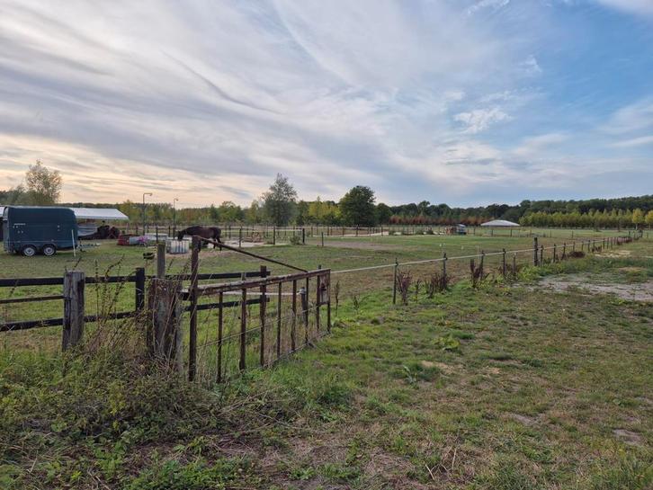 Nog 2-3 plekken vrij in onze gezellige paardenwei!, Dieren en Toebehoren, Stalling en Weidegang