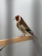 Majoor putters, Dieren en Toebehoren, Vogels | Overige Vogels, Meerdere dieren, Wildzangvogel, Geringd