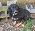 Donut zoekt baasje, Dieren en Toebehoren, Honden | Niet-rashonden, Particulier, 15 weken tot 1 jaar, Buitenland, Teef