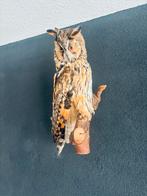 Opgezette ransuil, Verzamelen, Dierenverzamelingen, Ophalen of Verzenden, Nieuw, Vogel, Opgezet dier