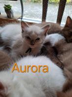 Ragdoll kittens stamboom/DNA/Echo Cinnamon & choc (fok), Meerdere dieren, Gechipt, 0 tot 2 jaar