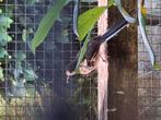 Schamalijsters 2025, Dieren en Toebehoren, Vogels | Overige Vogels