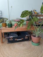 Planten met pot 6 stuks, Ophalen, 50 tot 100 cm, Rond, Zo goed als nieuw