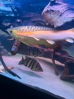 Yellow/white spartula gar, Dieren en Toebehoren, Vissen | Aquariumvissen, Vis