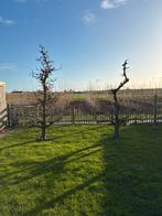 2 Perenbomen Conference - Zelf Uitgraven, Ophalen of Verzenden, Volle zon, Overige soorten, 100 tot 250 cm