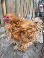Af te halen, 3 hanen, Dieren en Toebehoren, Pluimvee, Mannelijk, Kip