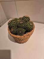 Cactus met pot, Ophalen, Cactus, Volle zon, Minder dan 100 cm
