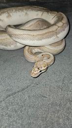Konings python, ball python man 2021, Slang, Tam, 3 tot 6 jaar