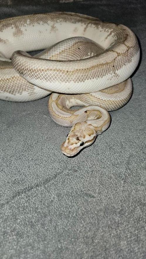 Konings python, ball python man 2021, Dieren en Toebehoren, Reptielen en Amfibieën, Slang, 3 tot 6 jaar, Tam