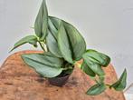 Scindapsus Moonlight p12, Huis en Inrichting, Kamerplanten, Ophalen of Verzenden, Halfschaduw, Minder dan 100 cm