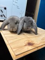 Franse hangoor koppel, Dieren en Toebehoren, Konijnen, Meerdere dieren, Groot, Hangoor