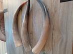 3 Buffel Horens Lengte 62 cm, Ophalen of Verzenden, Zo goed als nieuw