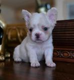 🥰Prachtige unieke combinatie x fluffy franse bulldog pups🥰, Dieren en Toebehoren, Teef, Bulldog, Meerdere, Nederland