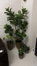 Nep Plant, Zo goed als nieuw, Huis en Inrichting, Kamerplanten, Ophalen of Verzenden, Halfschaduw, Minder dan 100 cm