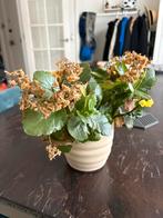 Kalanchoë plant in pot, Ophalen, Gebruikt, Binnen