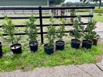 6 st. Ilex acquifolium (Hulst) in grote pot, Tuin en Terras, Ophalen, Hulst, Struik, Minder dan 100 cm