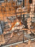 Eekhoorns  Japanse Lisse, Dieren en Toebehoren, Knaagdieren, November, Meerdere dieren, Overige typen