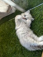 Siberische - Neva Masquerade - kittens met stamboom 🎀, Dieren en Toebehoren, Katten en Kittens | Raskatten | Langhaar, Meerdere dieren