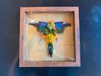 Ingelijste Turquoisine parkiet, taxidermy, opgezette vogel, Verzamelen, Dierenverzamelingen, Ophalen of Verzenden, Vogel, Opgezet dier