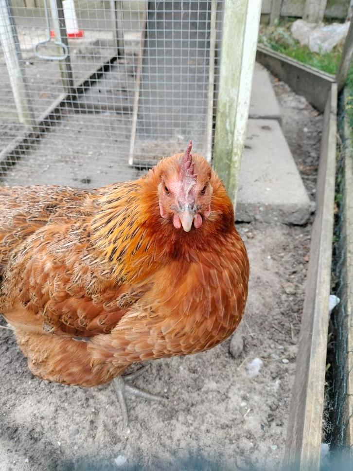 Moet weg!!!!Mooie bruine hen zoekt nieuw huisje, Dieren en Toebehoren, Pluimvee, Kip, Vrouwelijk