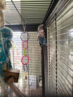 Jonge dwergpapagaaien / agapornissen te koop, Dieren en Toebehoren, Vogels | Parkieten en Papegaaien, Geslacht onbekend, Dwergpapegaai of Agapornis