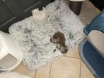 Maine Coon kittens, Meerdere dieren, Gechipt, 0 tot 2 jaar