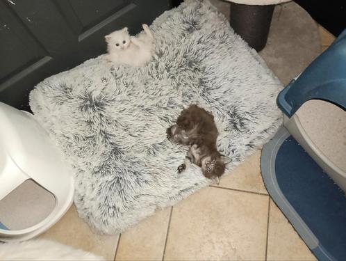 Maine Coon kittens, Dieren en Toebehoren, Katten en Kittens | Raskatten | Langhaar, Meerdere dieren, 0 tot 2 jaar, Gechipt, Ontwormd