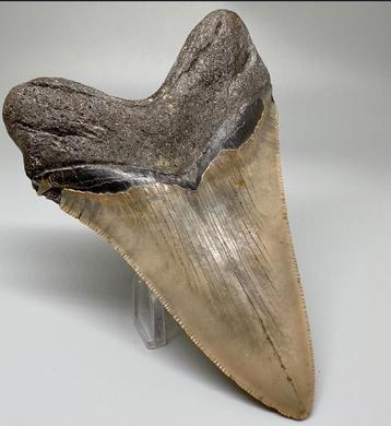 Prachtige, onbewerkte 5 inch Megalodon tand beschikbaar voor biedingen