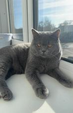 Britse Korthaar kater voor dekking – Met zorg & liefde, Dieren en Toebehoren, Katten en Kittens | Raskatten | Korthaar, Kater