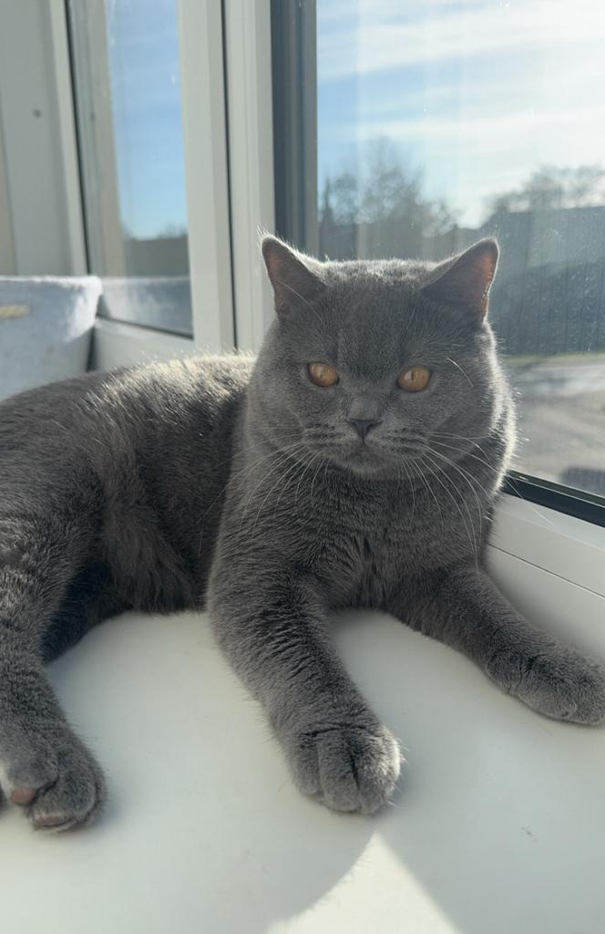 Britse Korthaar kater voor dekking – Met zorg & liefde, Dieren en Toebehoren, Katten en Kittens | Raskatten | Korthaar, Kater