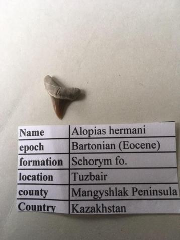 Fossiele haaientand uit Kazakhstan beschikbaar voor biedingen