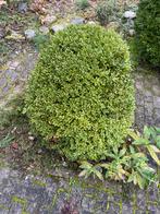 Buxus, Ophalen of Verzenden, Buxus, Struik, Minder dan 100 cm