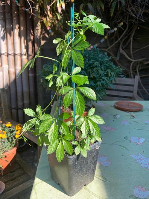 Onsterfelijkheidskruid, Tuin en Terras, Planten | Tuinplanten, Vaste plant, Kruiden, Halfschaduw, Zomer, Ophalen