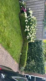 Buxus, Ophalen, Buxus, Haag, Minder dan 100 cm