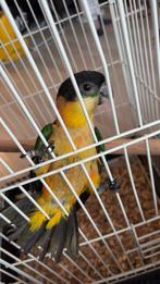 Zwartkop caique, Dieren en Toebehoren, Vogels | Parkieten en Papegaaien, Geslacht onbekend, Papegaai, Tam