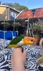 Gouden huis voor onze caique gezocht!, Mannelijk, Parkiet