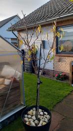 Perenboom conference, Ophalen, Minder dan 100 cm, Overige soorten, Zomer